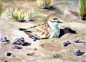 11acquerello03.jpg (46783 byte)