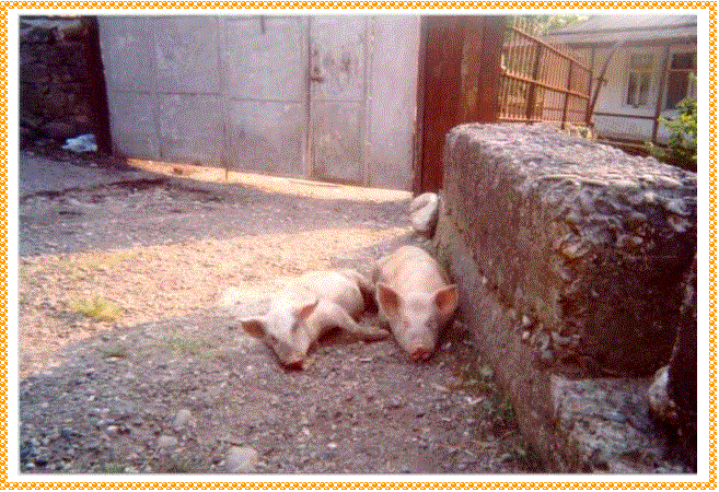 Casella di testo:  