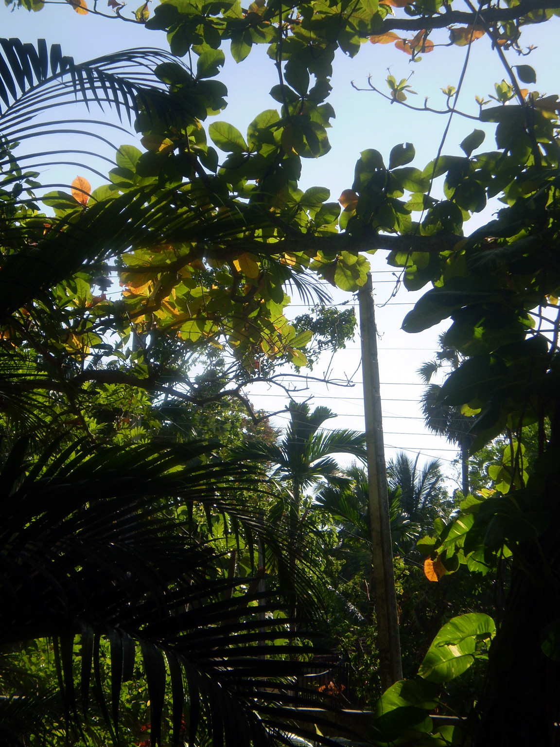 In Polonnaruva