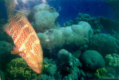 1eilat.jpg (48494 byte)