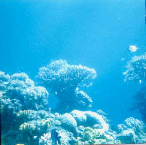 2eilat.jpg (38879 byte)