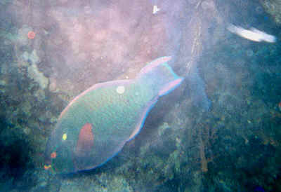 4eilat.jpg (40277 byte)