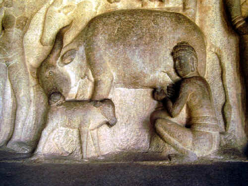 krishnaP7030031.jpg (498339 byte)